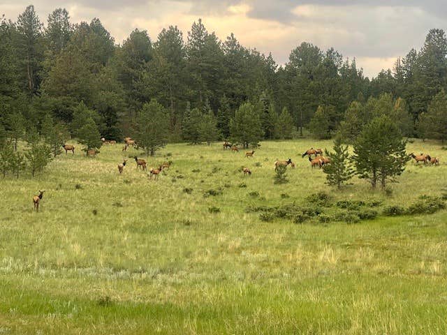 Camper-submitted photo at Peakview Pines RV Camping near Lake George, CO