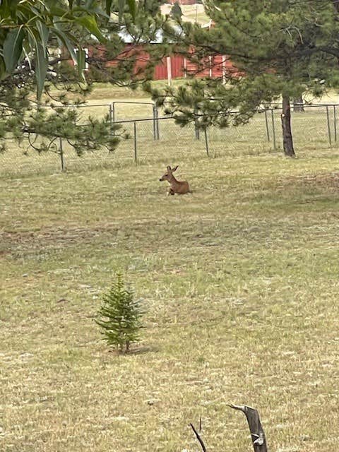 Camper-submitted photo at Peakview Pines RV Camping near Lake George, CO