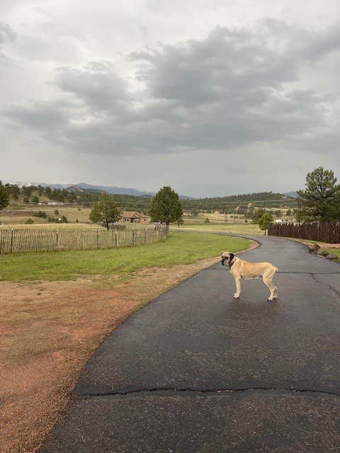 Maya K.'s photo of camping with pets at Peakview Pines RV Camping near Guffey, CO