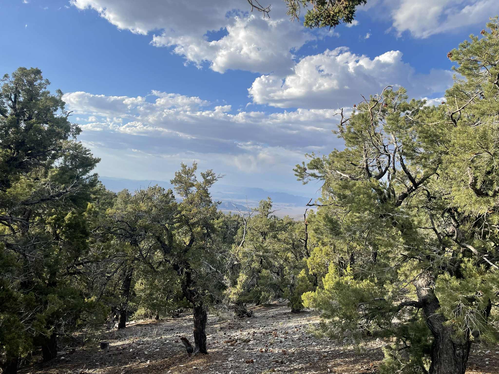 Ryan F.'s photo of a dispersed camping area at Mack's Canyon Dispersed Camping near Las Vegas, NV