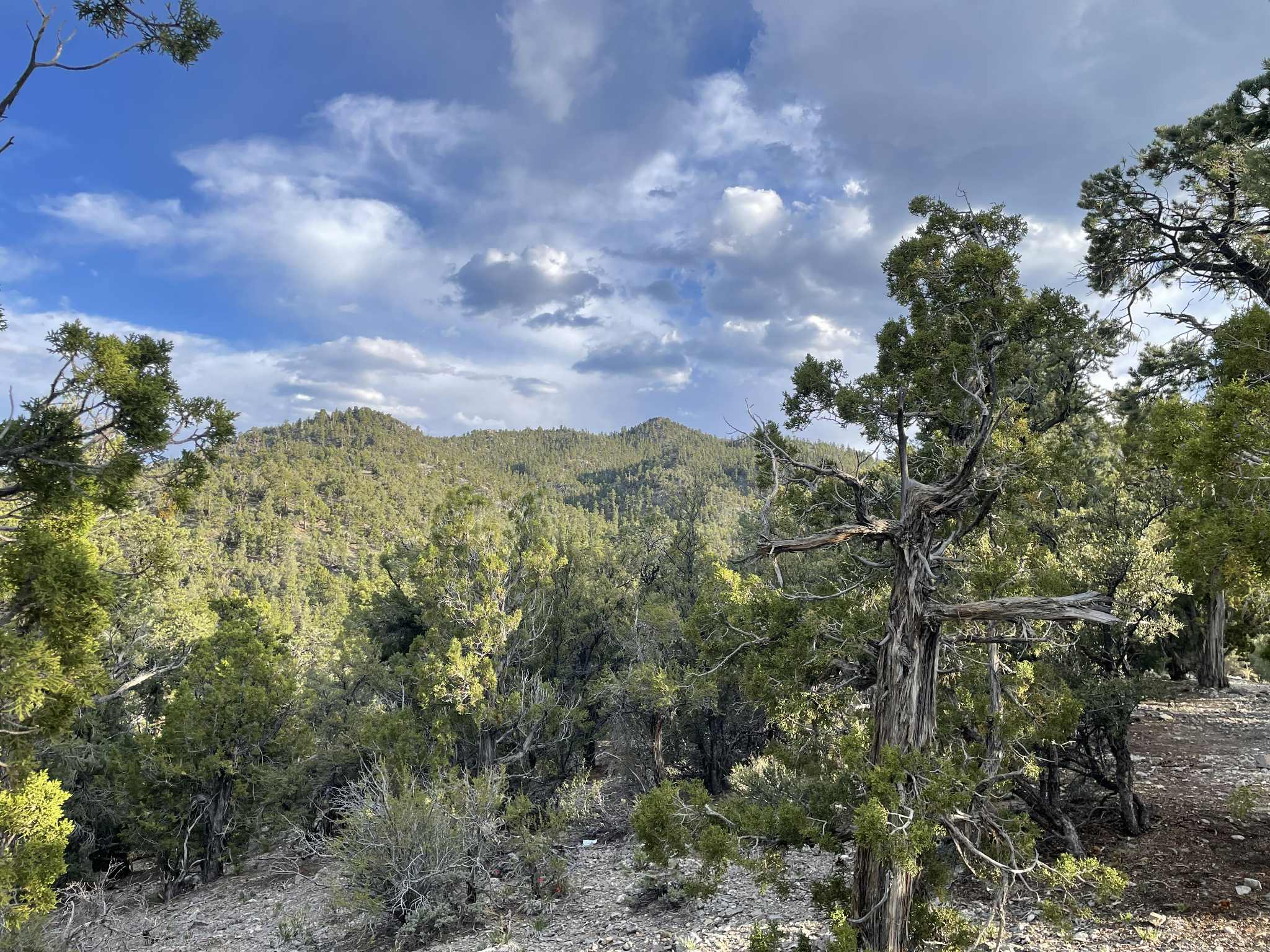 Camper-submitted photo at Mack's Canyon Dispersed Camping near Mount Charleston, NV
