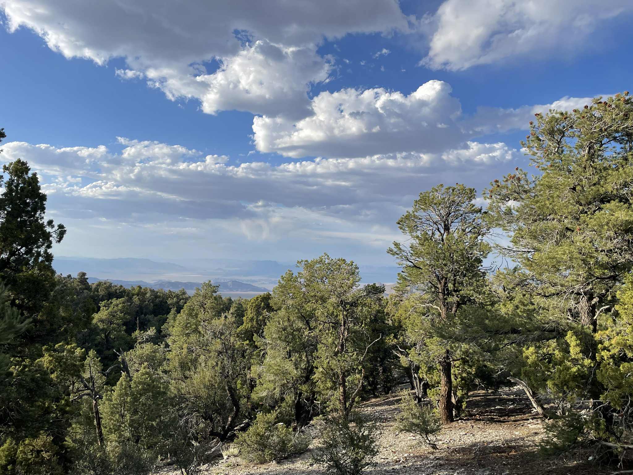 Camper-submitted photo at Mack's Canyon Dispersed Camping near Mount Charleston, NV