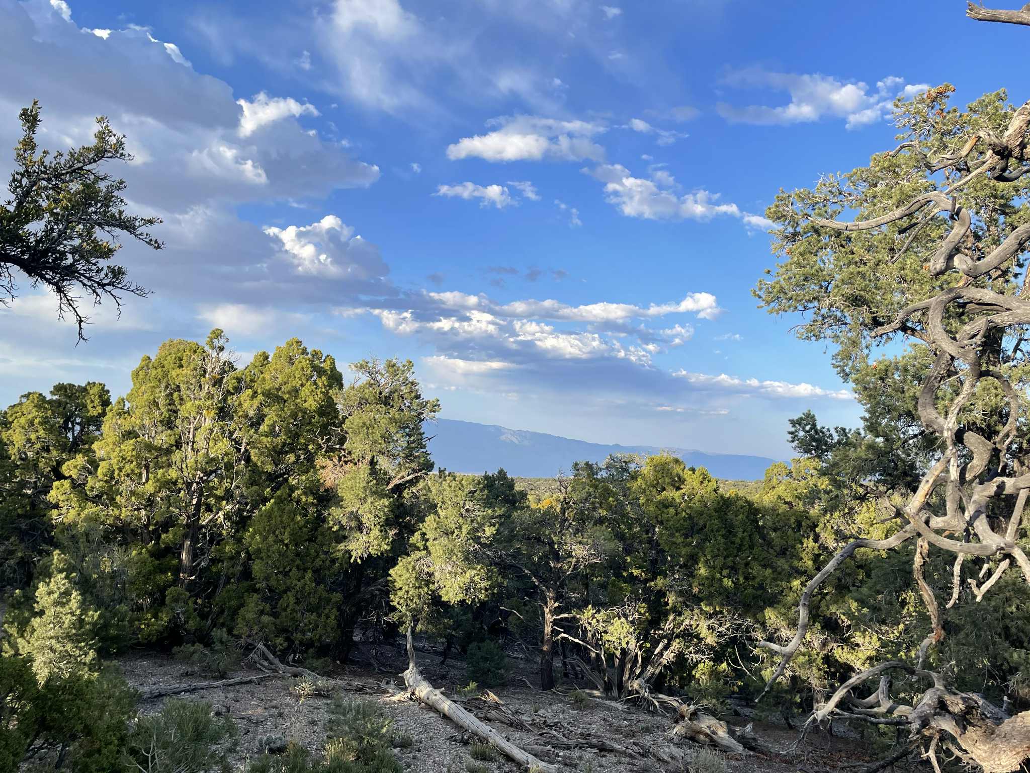 Camper-submitted photo at Mack's Canyon Dispersed Camping near Mount Charleston, NV