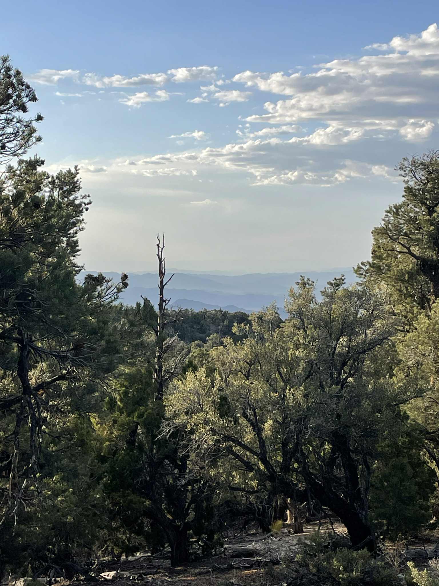Camper-submitted photo at Mack's Canyon Dispersed Camping near Mount Charleston, NV