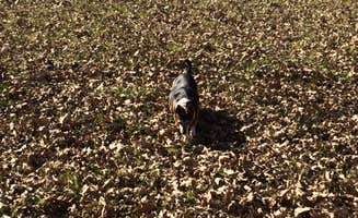 Shannon G.'s photo of camping with pets at Sabetha Lake near Nemaha, NE