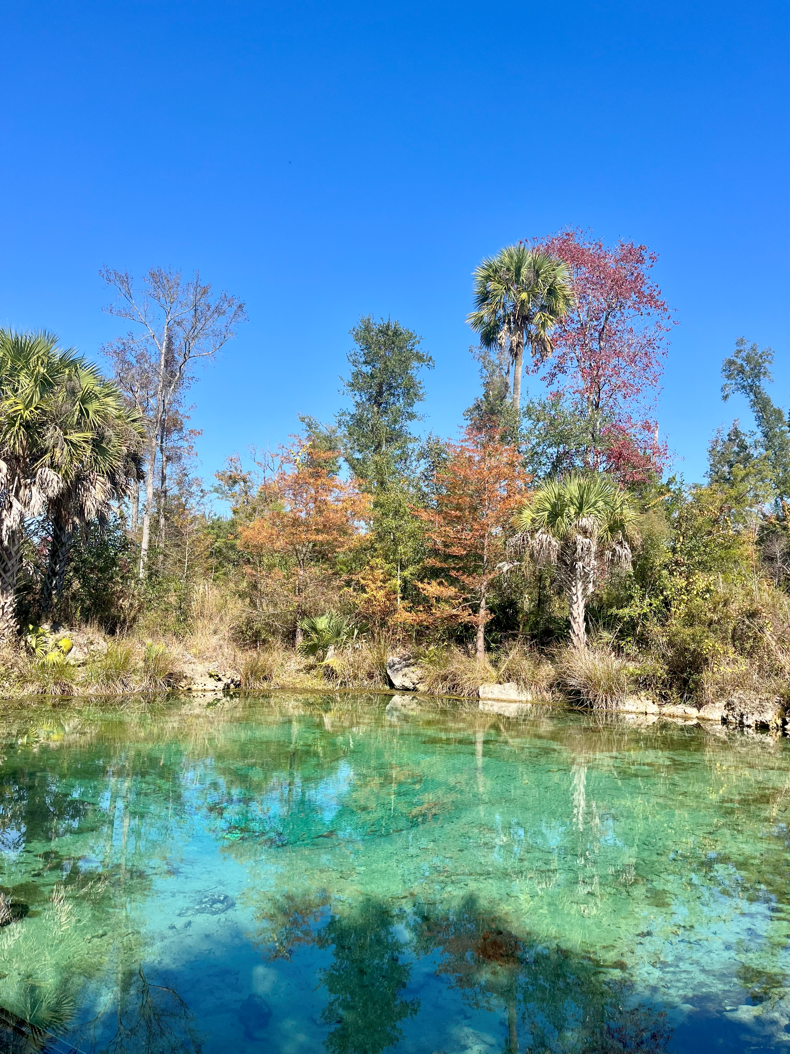 Camper-submitted photo at Blue Springs Private Campsite near Youngstown, FL