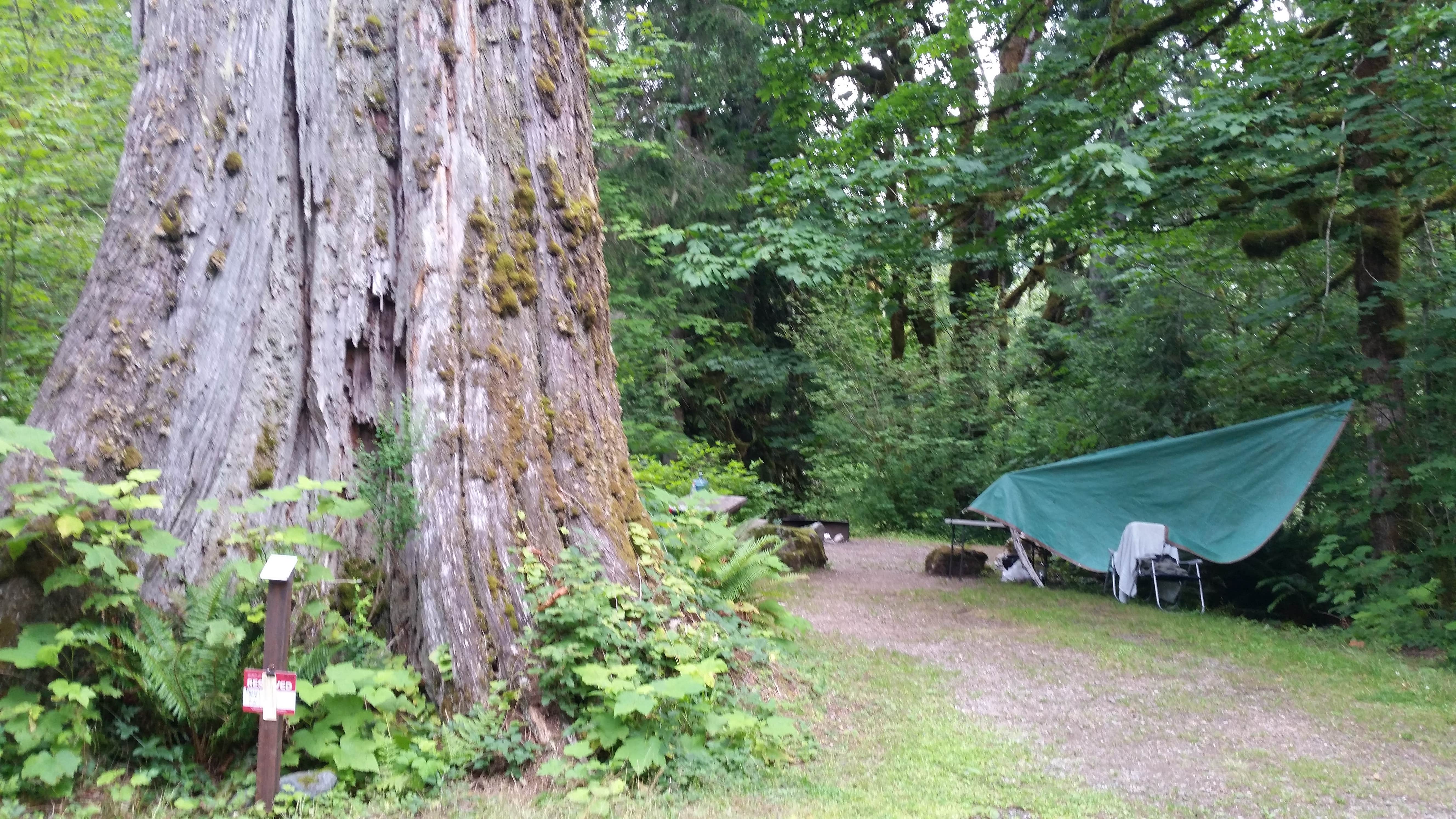 Douglas S.'s photo at Bedal Campground near Darrington, WA