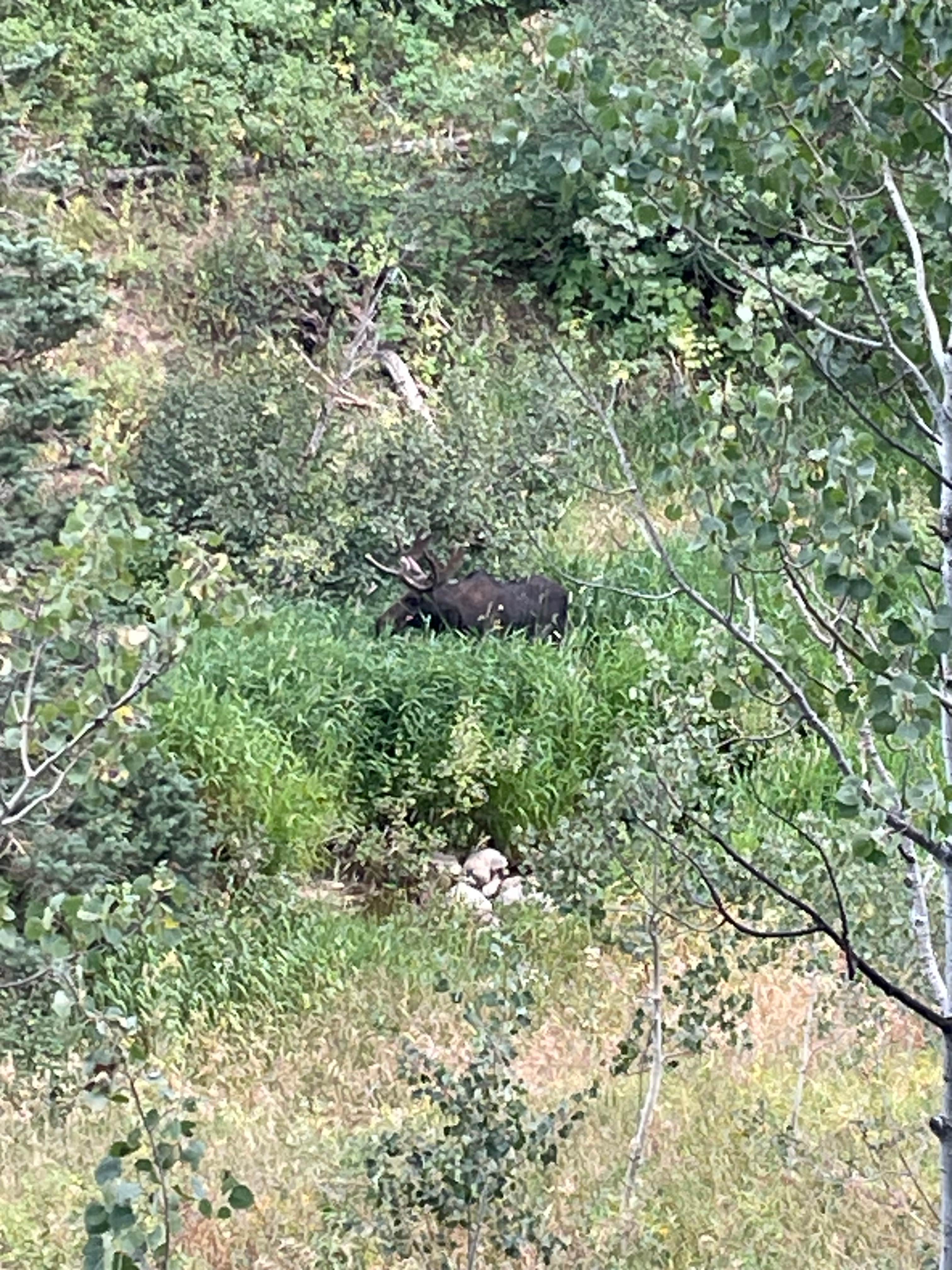 Camper-submitted photo at Bountiful Peak Campground near Kaysville, UT