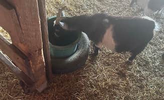 Ed E.'s photo of camping with pets at Minnesota River Valley Sanctuary near Willmar, MN