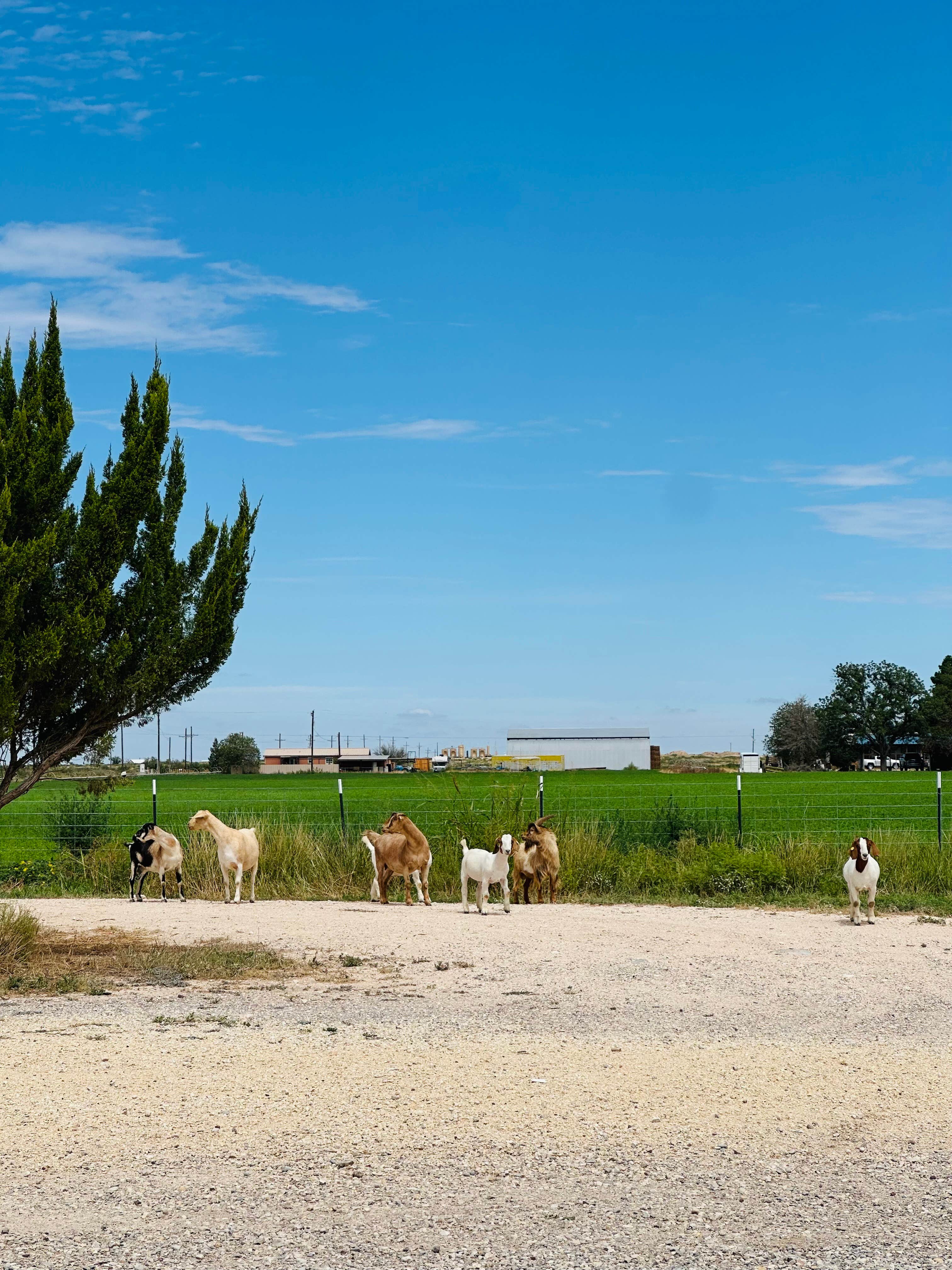 Gina G.'s photo of camping with pets at The Guell Family Funny Farm Campground near Dexter, NM