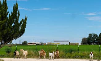 Gina G.'s photo of camping with pets at The Guell Family Funny Farm Campground in New Mexico