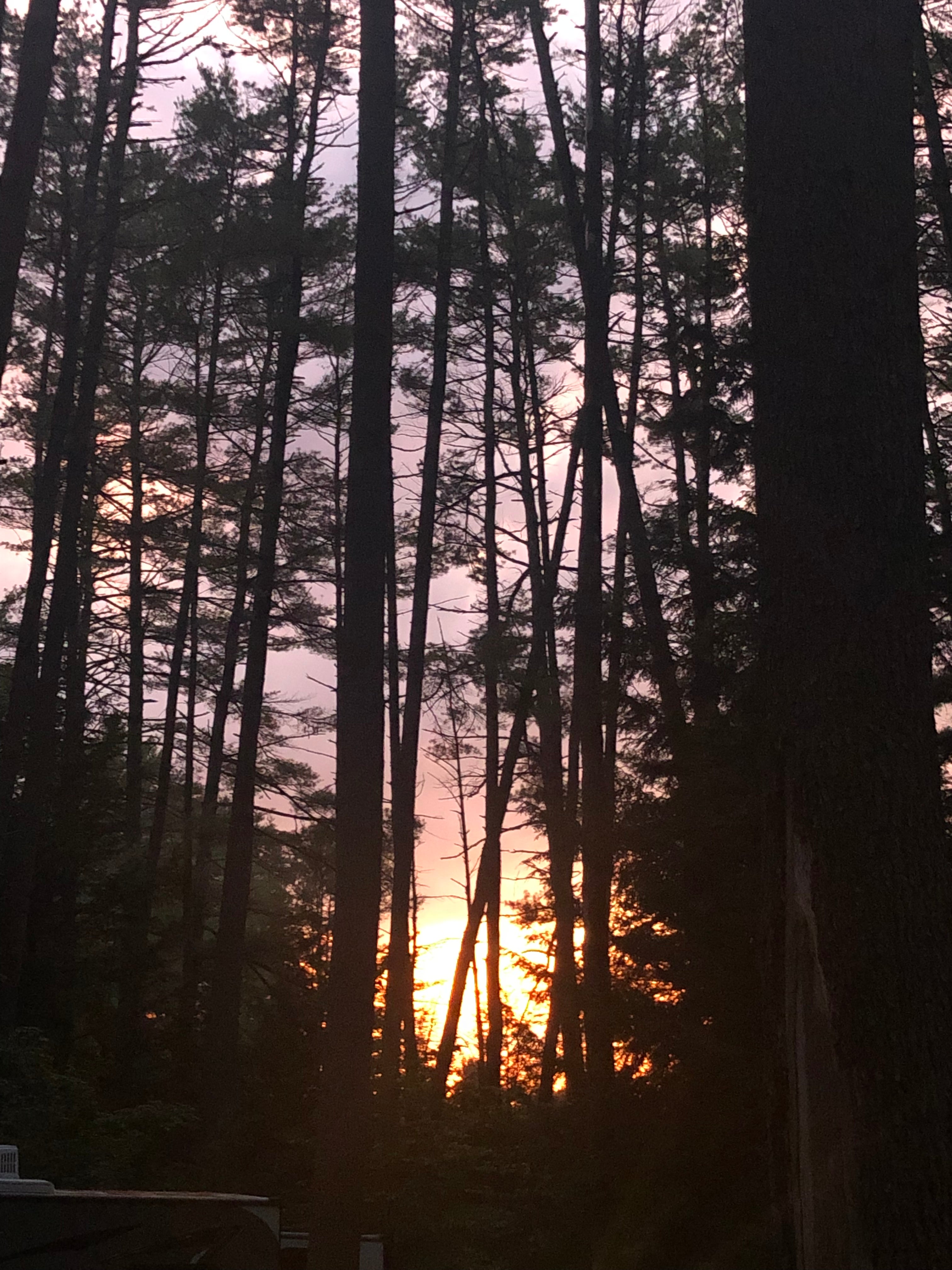 Sunset thru our pine trees