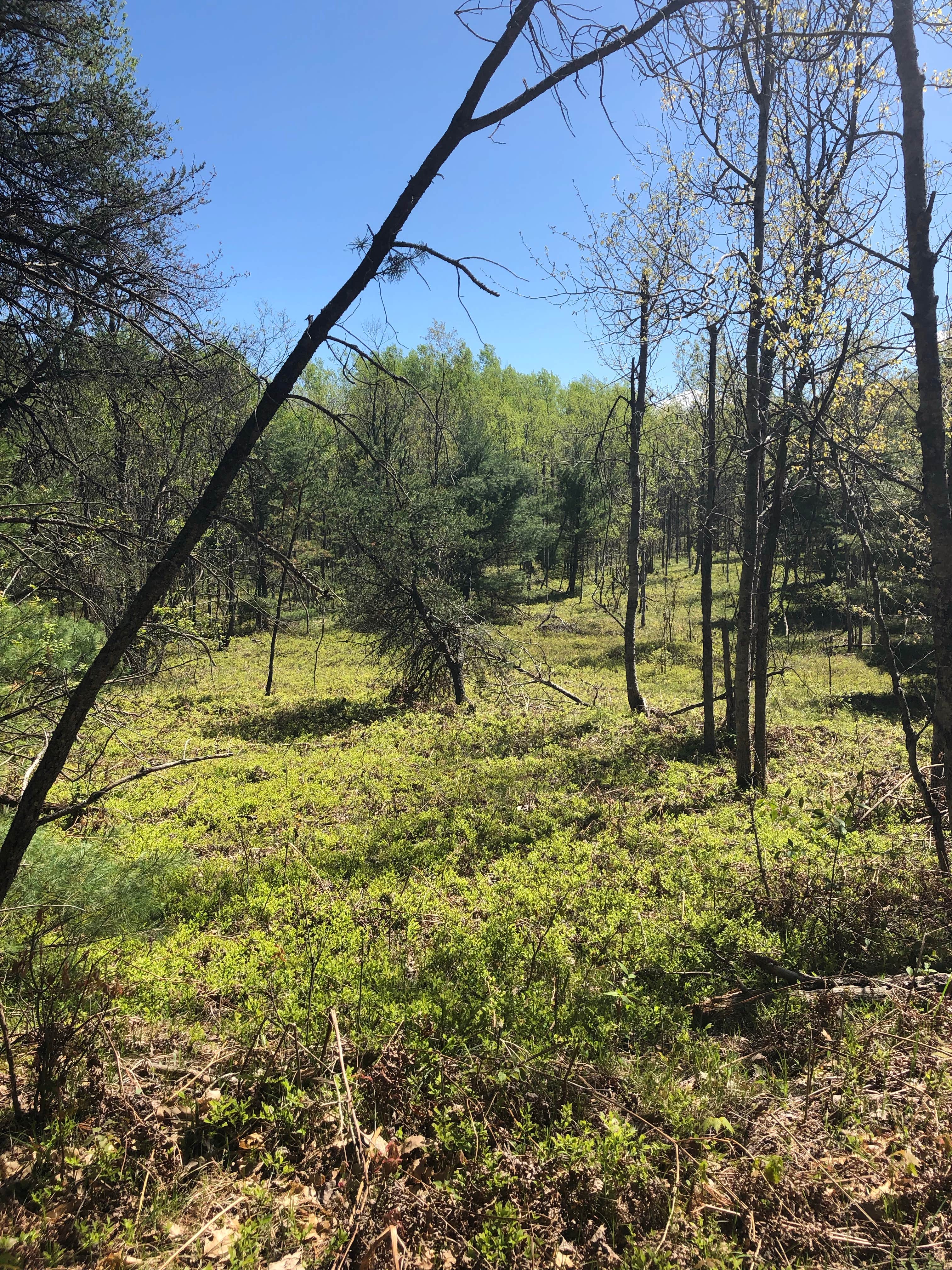 Camper submitted image from Lake Margrethe State Forest Campground - 2