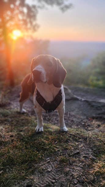 Camper-submitted photo at Rothrock Roadside Campsites — Rothrock State Forest near Alexandria, PA