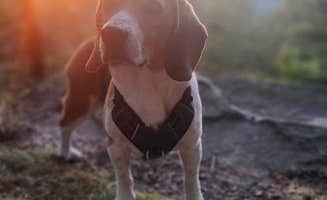 Scott I.'s photo of camping with pets at Rothrock Roadside Campsites — Rothrock State Forest near Snow Shoe, PA