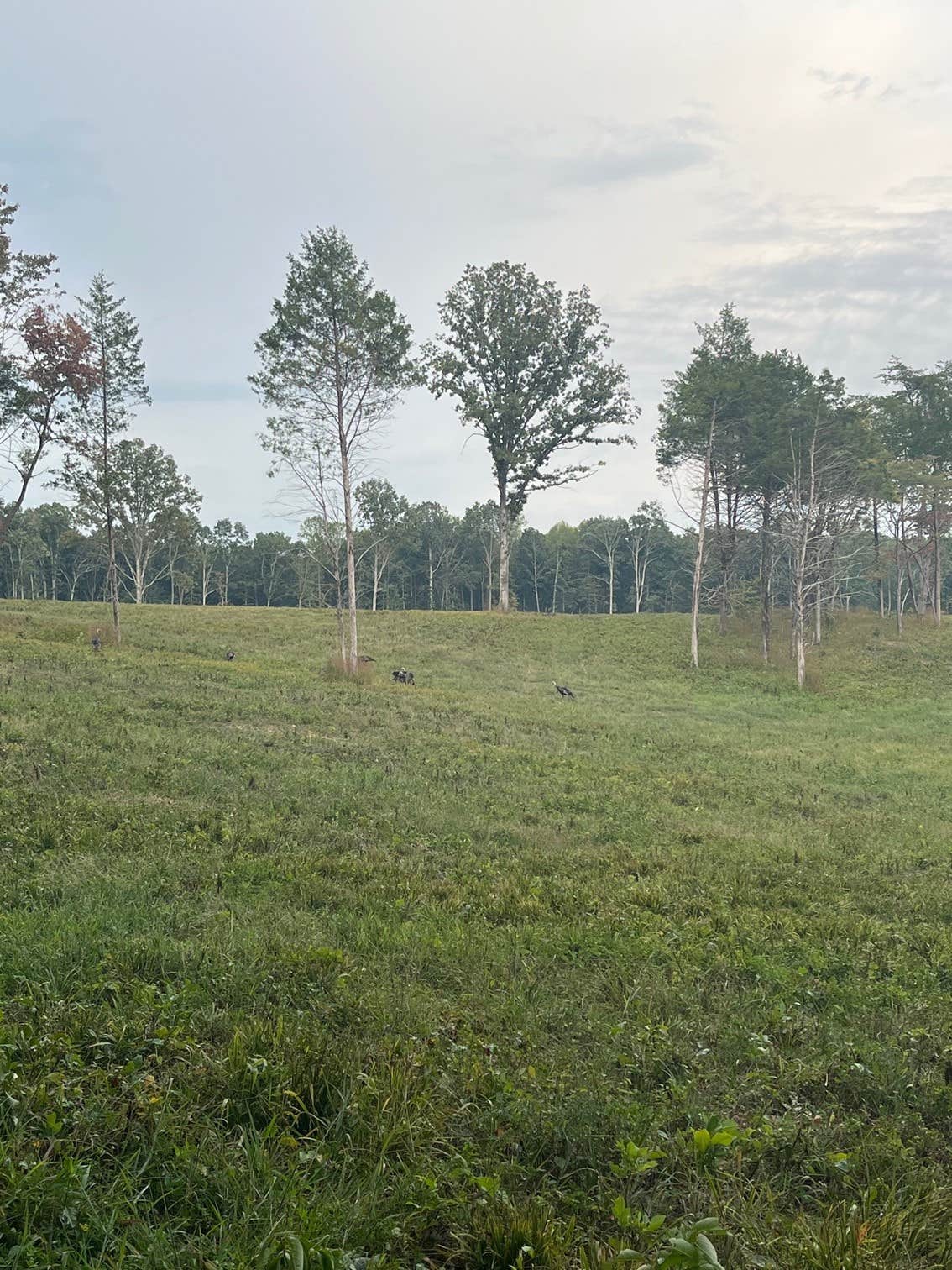 Camper-submitted photo at The Back 40 near White Bluff, TN