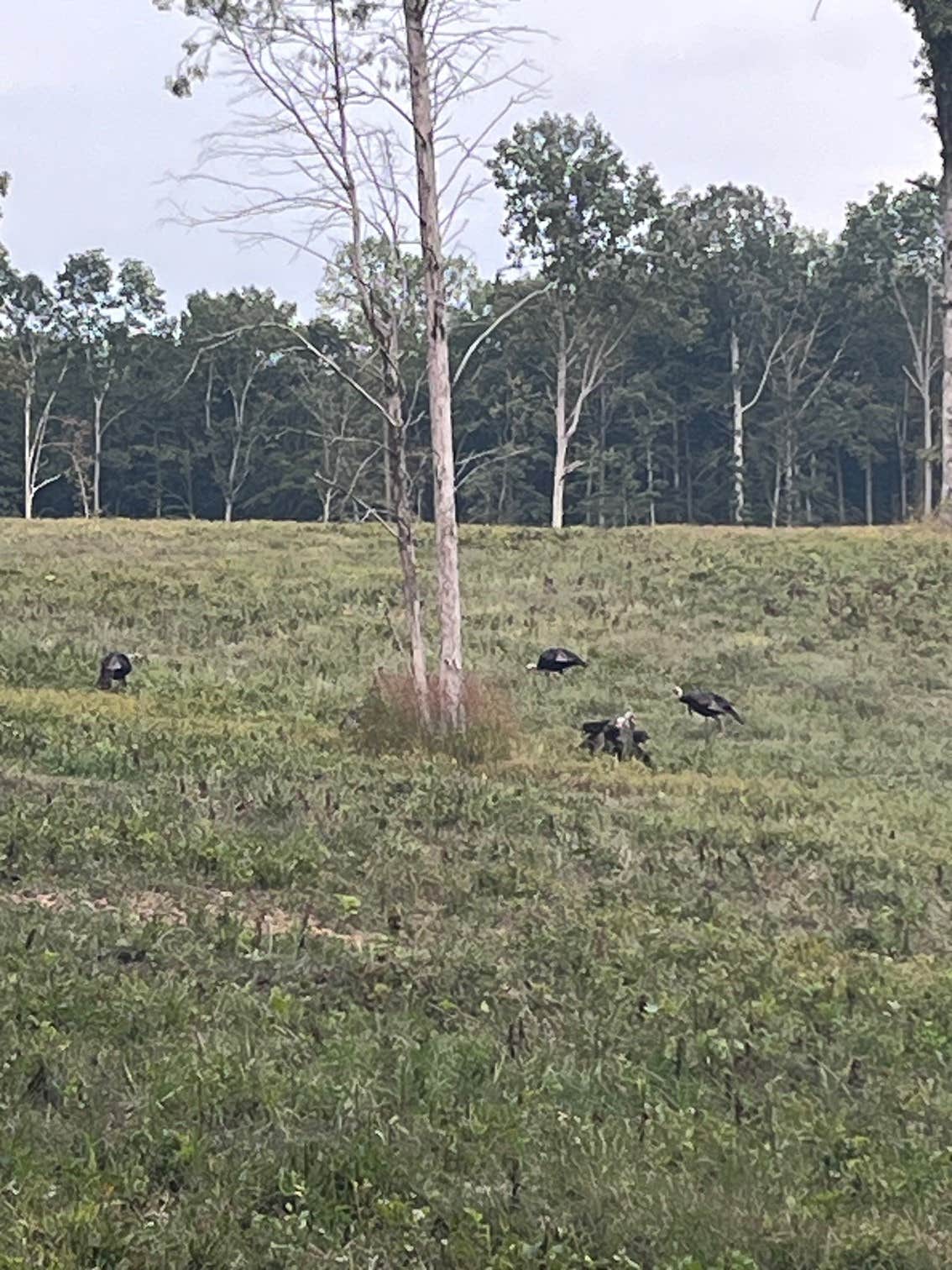 Camper-submitted photo at The Back 40 near White Bluff, TN