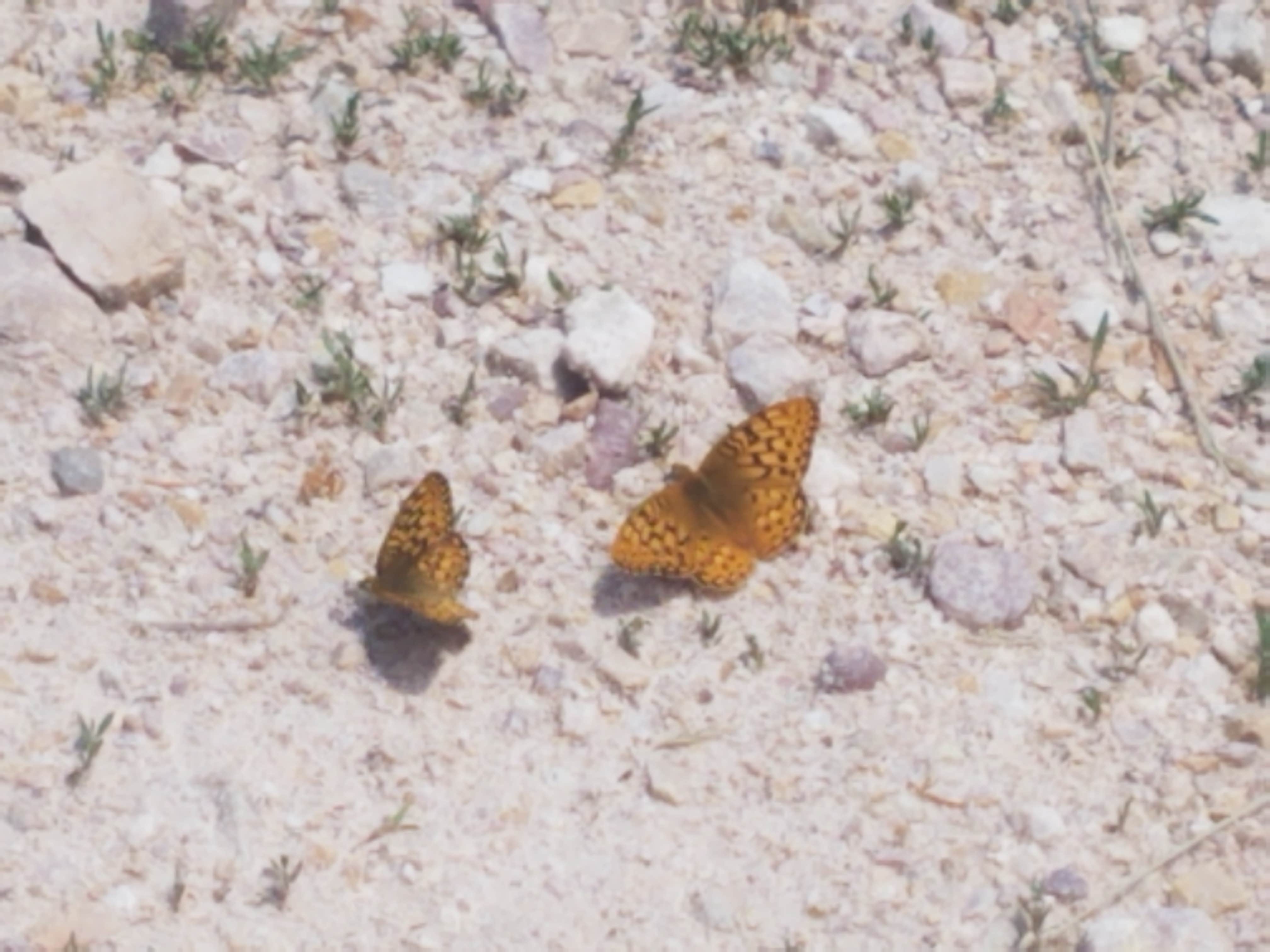 Camper submitted image from Davis Canyon Campground - 5