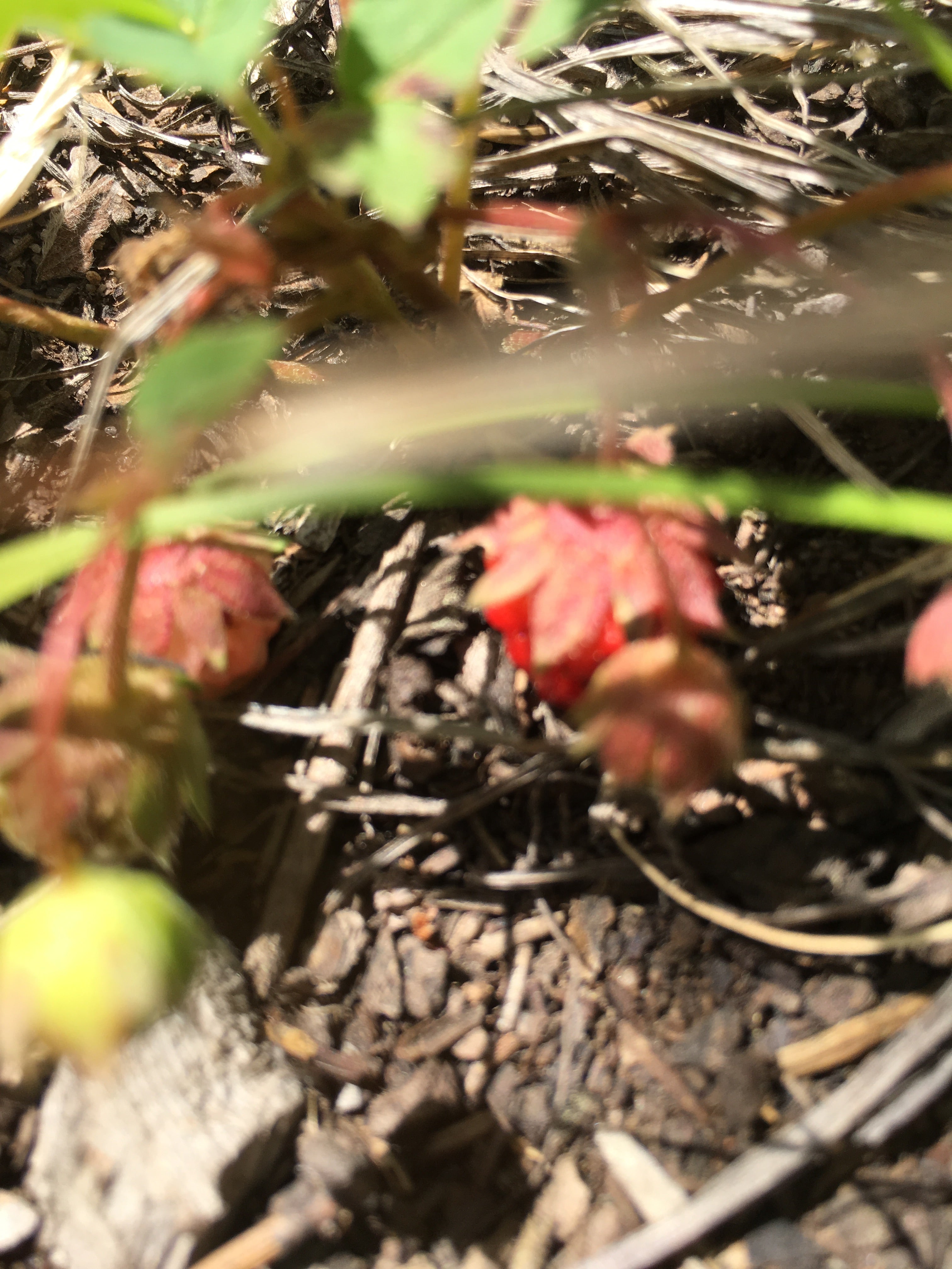 Wild strawberries, also known as bear candy