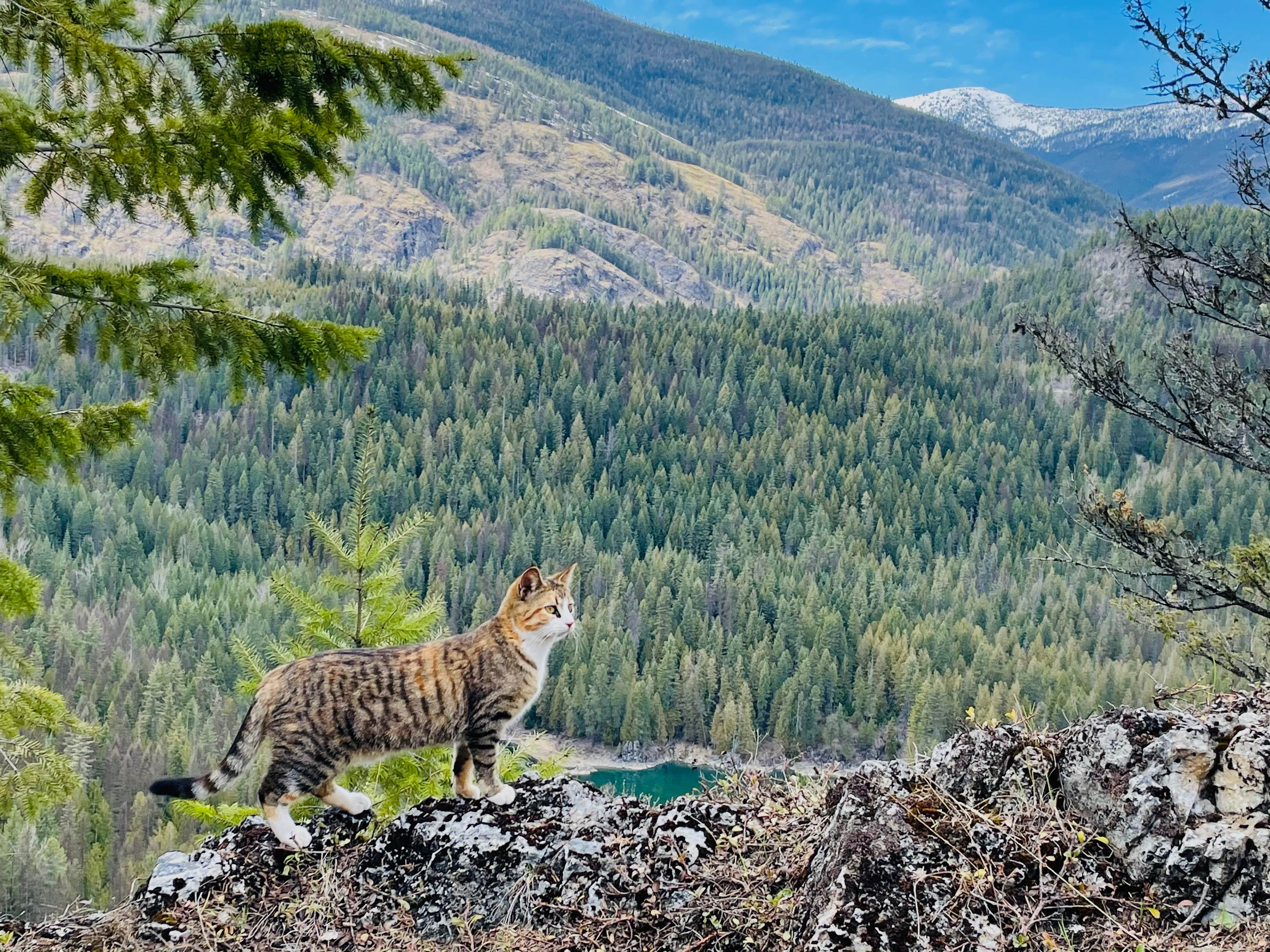 Jennifer B.'s photo of camping with pets at Mountain Refuge Ranch near Ione, WA