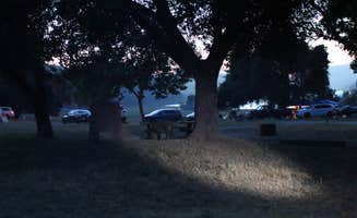 Quyen W.'s photo of camping with pets at Coyote Lake Harvey Bear Ranch County Park near Los Banos, CA