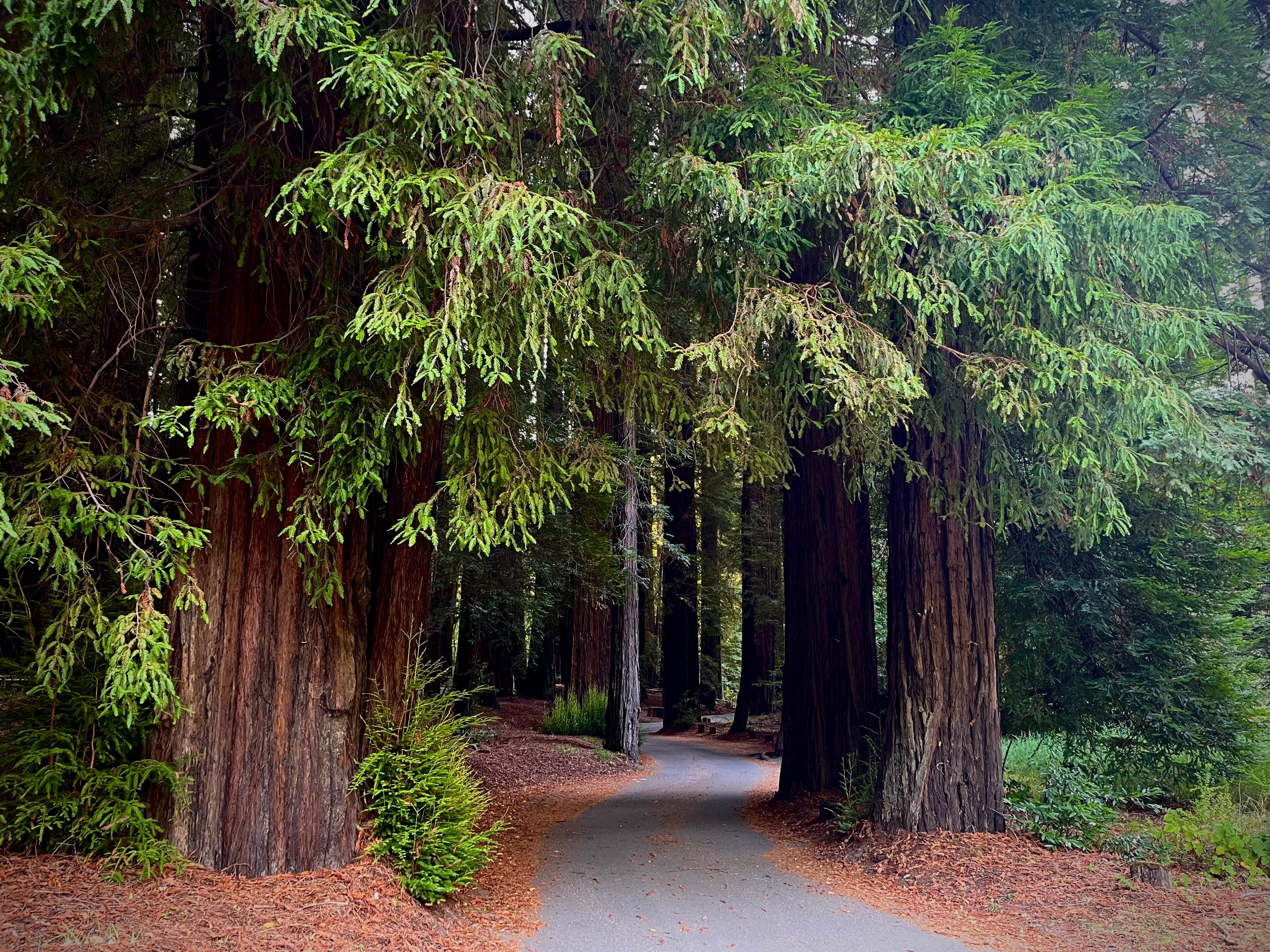 Camper-submitted photo at Richardson Grove State Park Campground near King Range National Conservation Area