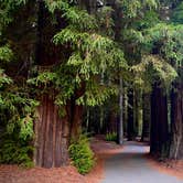 Review photo of Richardson Grove State Park Campground by Nathan P., September 10, 2025