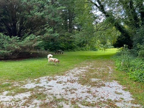 June S.'s photo of camping with pets at Harmony Glen near Cashiers, NC