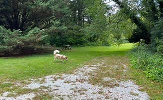 June S.'s photo of camping with pets at Harmony Glen near Cashiers, NC