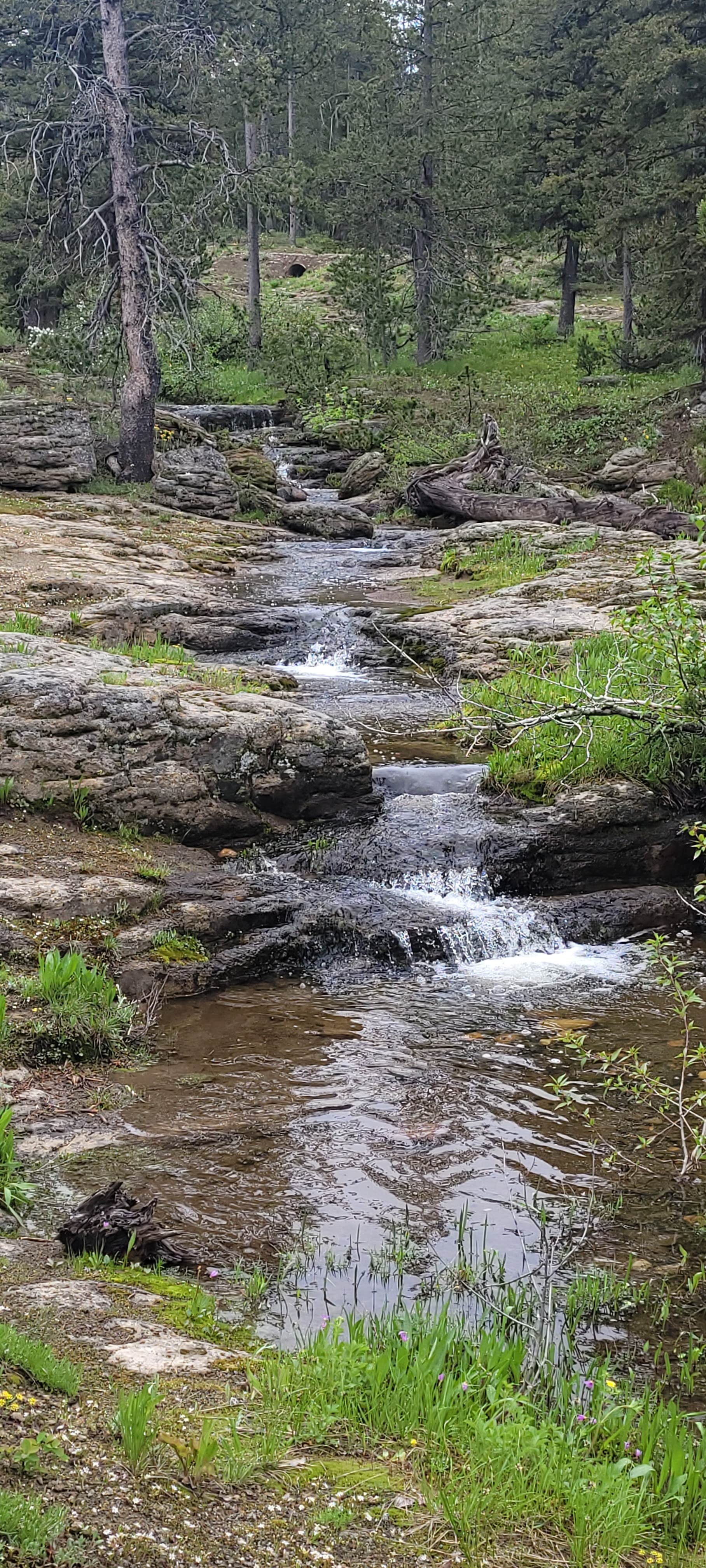 Camper-submitted photo at Grassy Lake Dispersed Camping near John D. Rockefeller Jr. Memorial Parkway