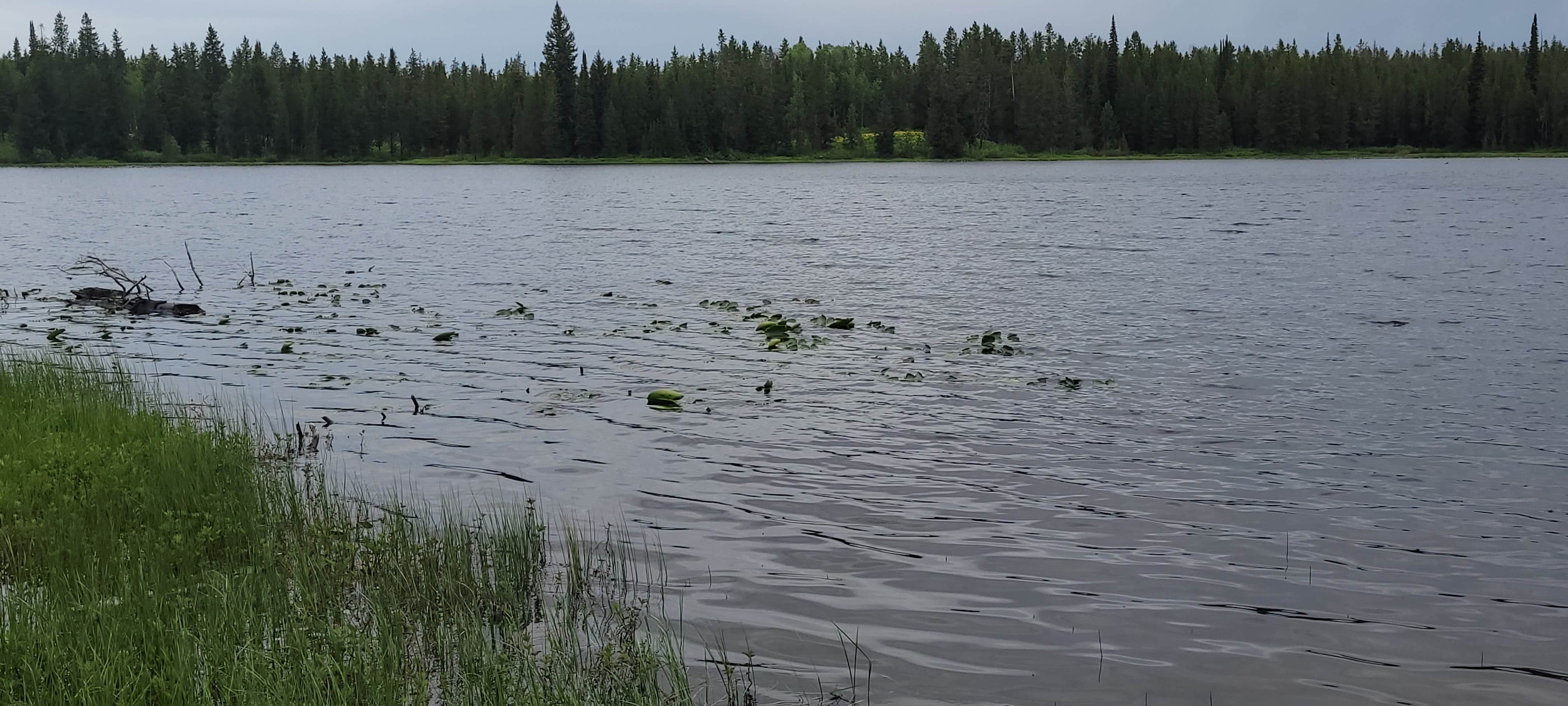 Devin W.'s photo of a dispersed camping area at Grassy Lake Dispersed Camping near John D. Rockefeller Jr. Memorial Parkway