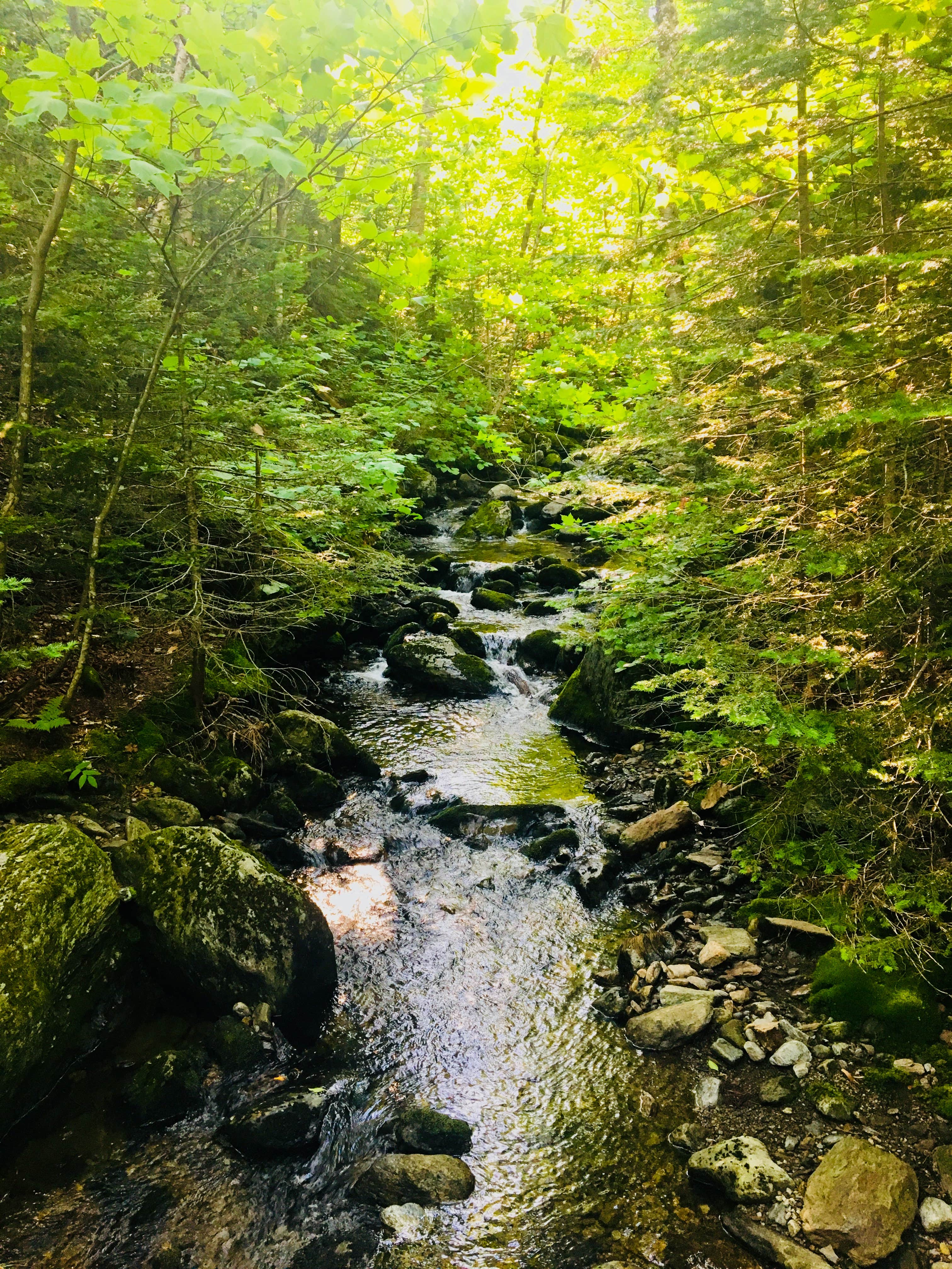 Camper-submitted photo at Camel's Hump State Park — Camels Hump State Park near Barre, VT