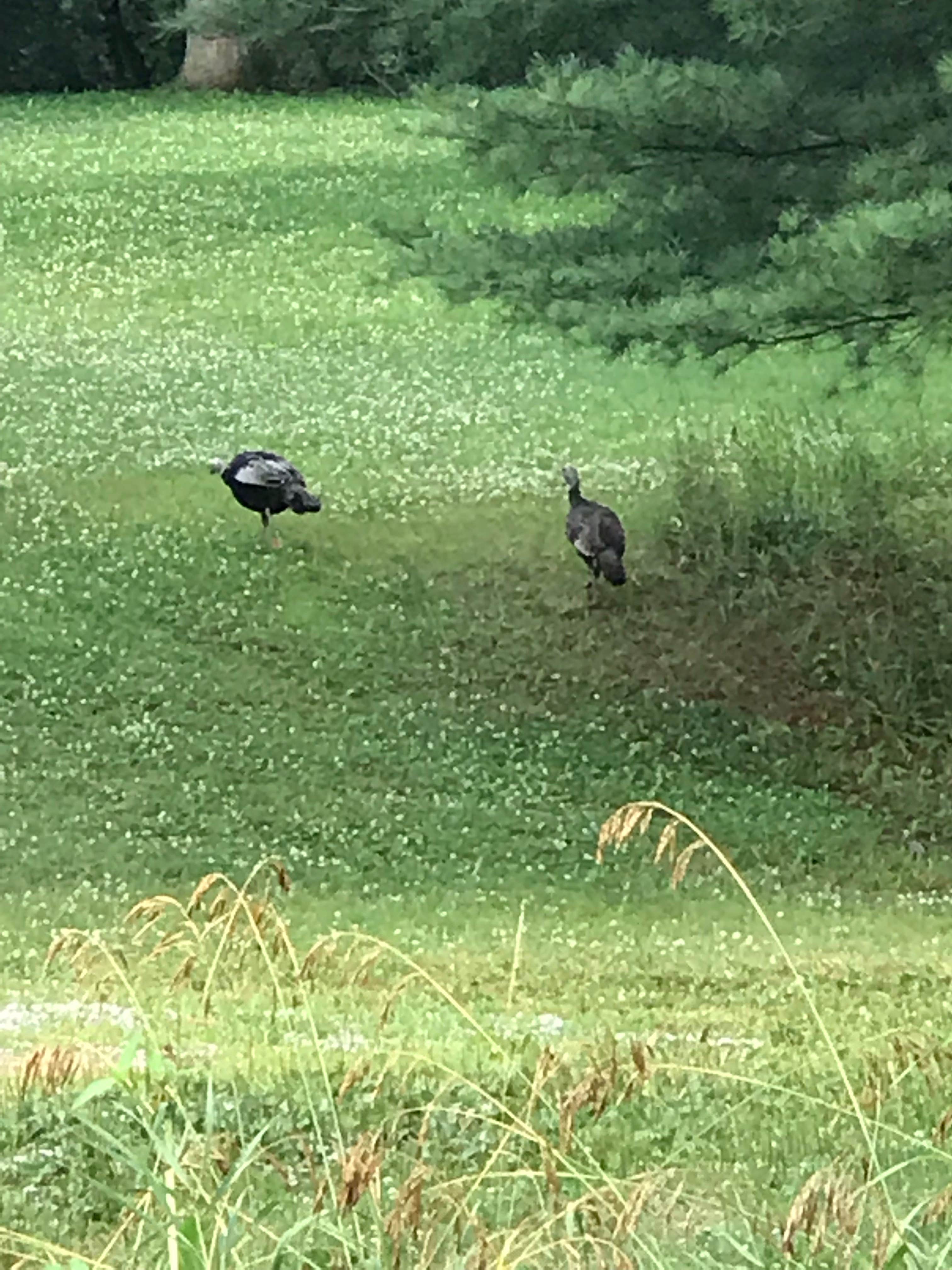Camper submitted image from Modern North Campground — Lake Macbride State Park - 5