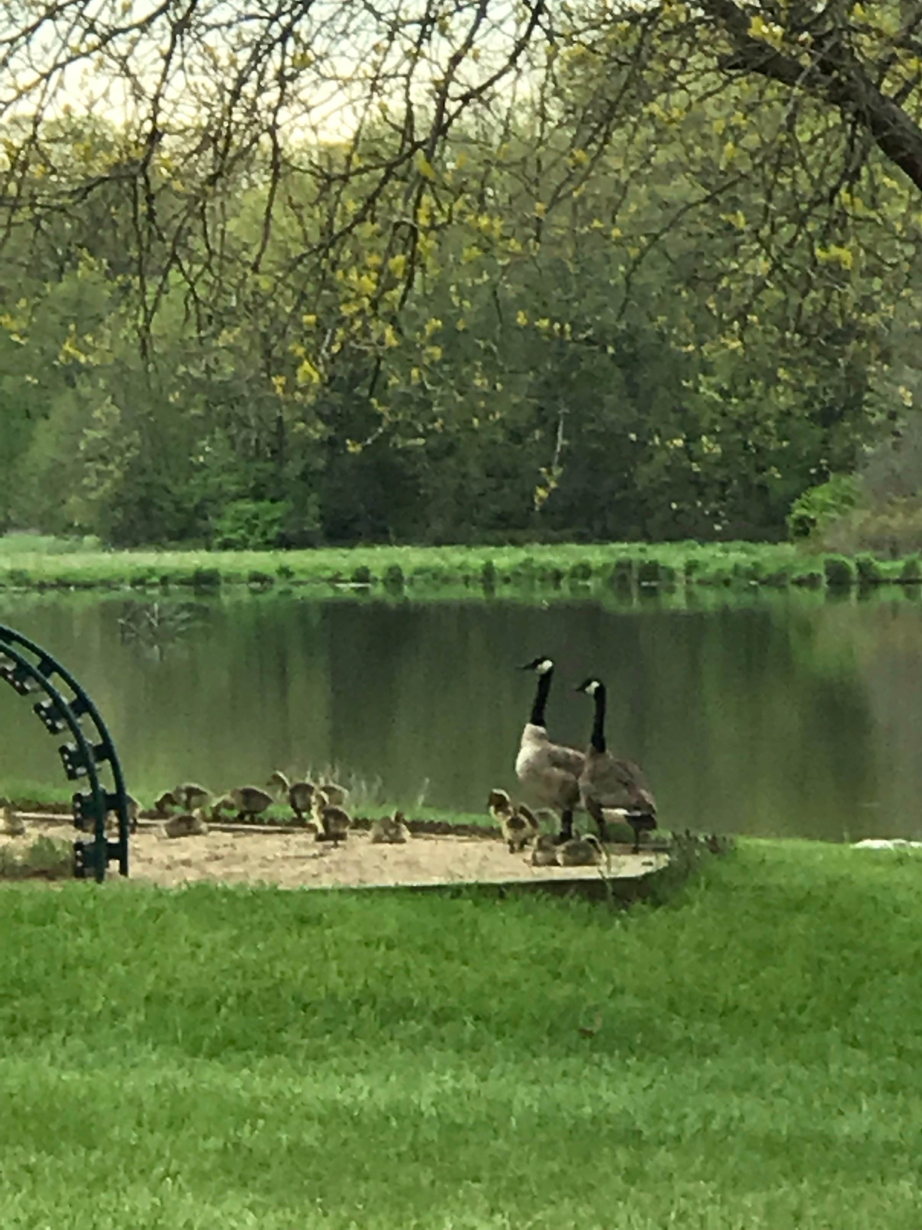 Camper-submitted photo at Modern North Campground — Lake Macbride State Park near Homestead, IA