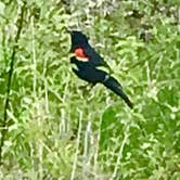 Review photo of Lake Macbride State Park Campground by Terri R., August 1, 2019