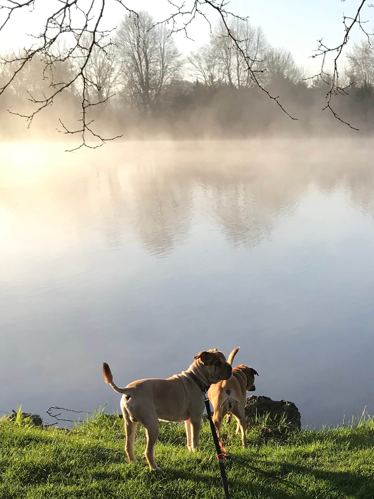 Terri R.'s photo of camping with pets at Modern North Campground — Lake Macbride State Park near North Liberty, IA