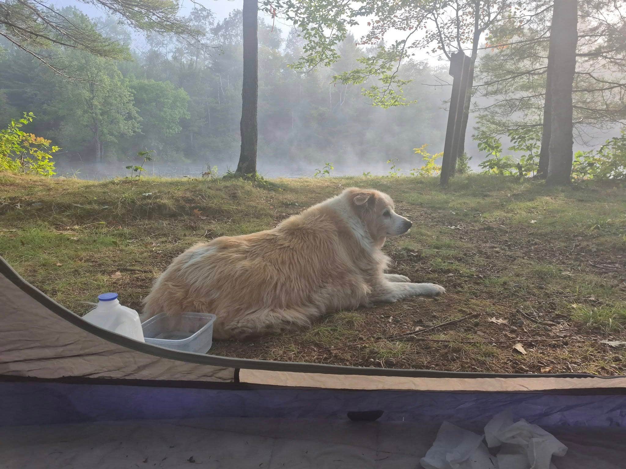 Dustin W.'s photo of camping with pets at Upper East Branch Campsite — Katahdin Woods And Waters National Monument near Millinocket, ME