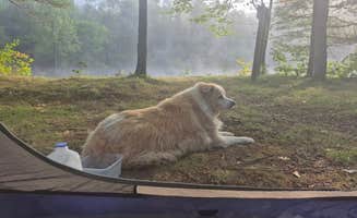 Dustin W.'s photo of camping with pets at Upper East Branch Campsite — Katahdin Woods And Waters National Monument near Mapleton, ME