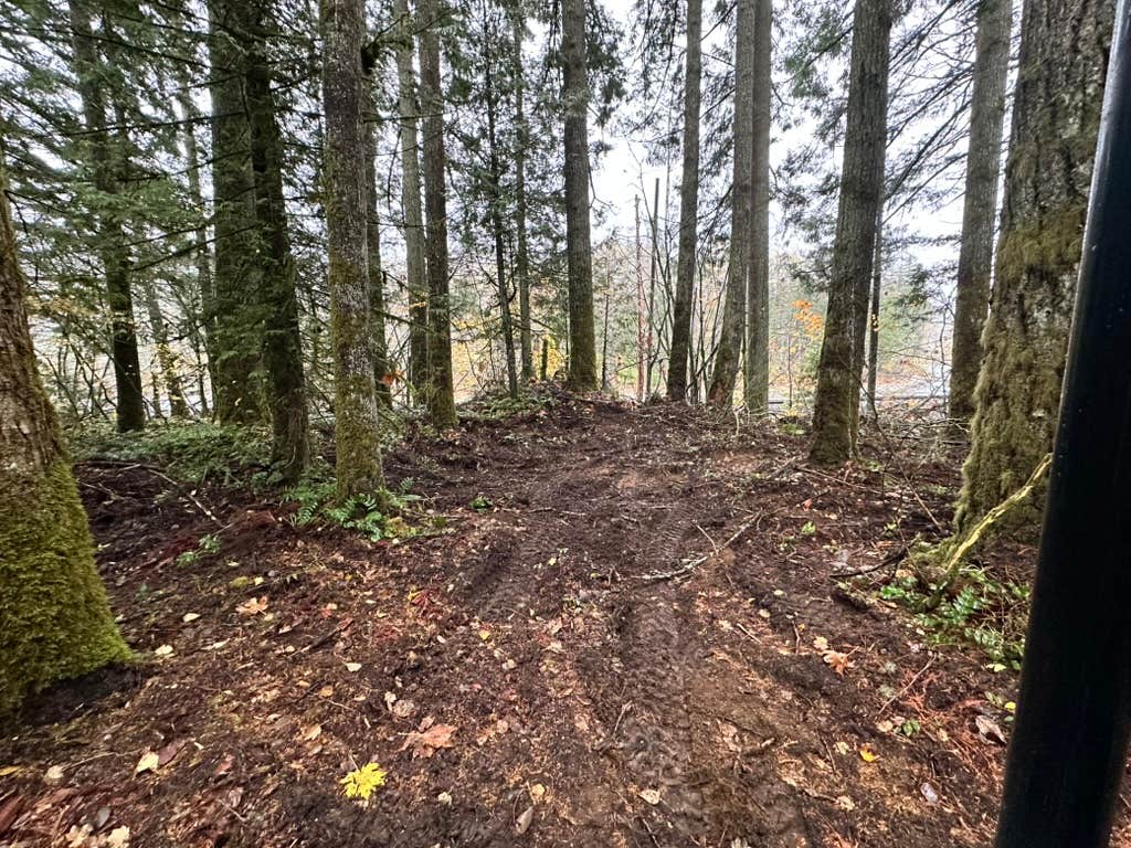Camper submitted image from Wild Sky - Private Forest Camping - 2