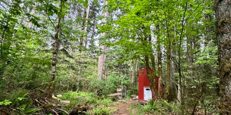 Camper submitted image from Wild Sky - Private Forest Camping