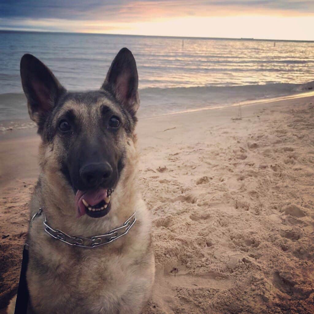 Caitlyn H.'s photo of camping with pets at Cedar Campground — Ludington State Park near Free Soil, MI