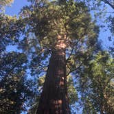 Review photo of Sequoia National Forest Belknap Campground by Vicky  D., August 1, 2019