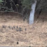 Review photo of Potwisha Campground — Sequoia National Park by Aaron S., September 16, 2025