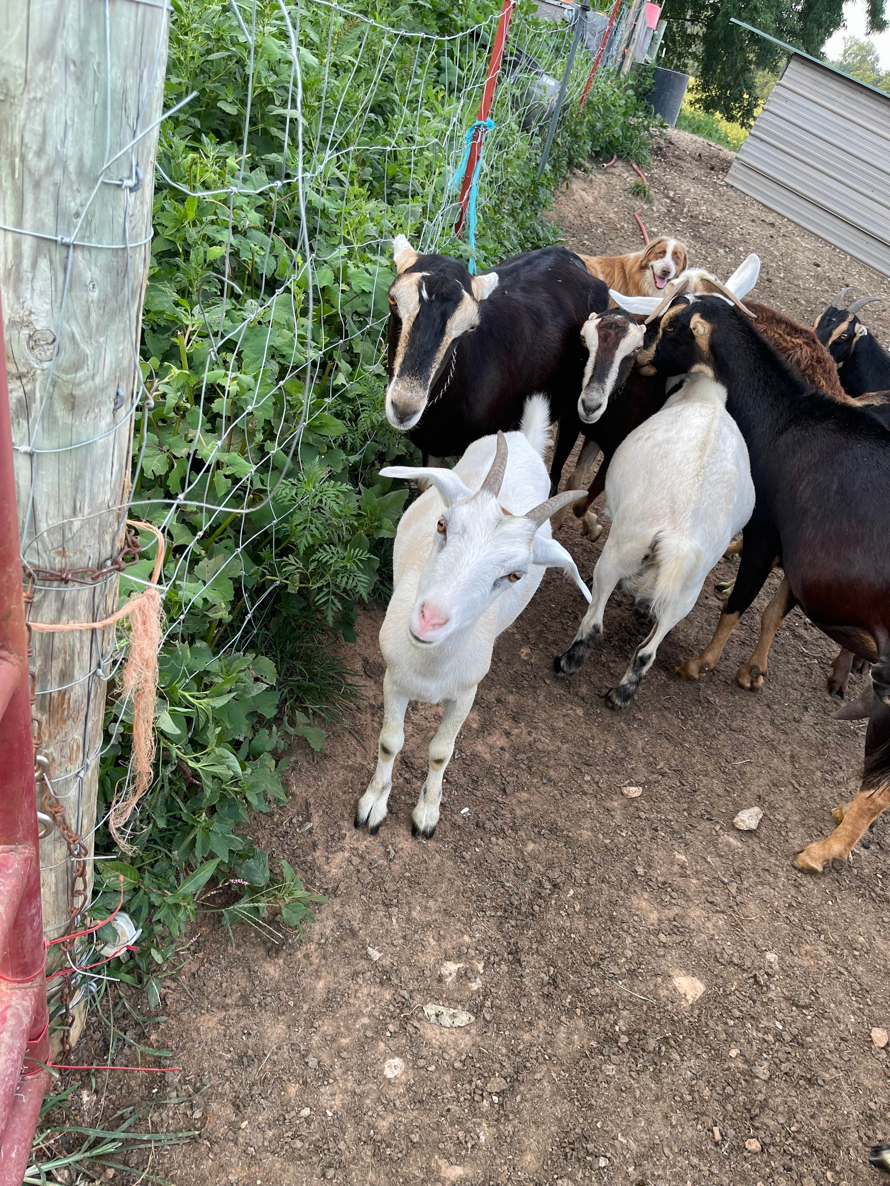 Amber E.'s photo of camping with pets at Ambers Acres near New Pekin, IN
