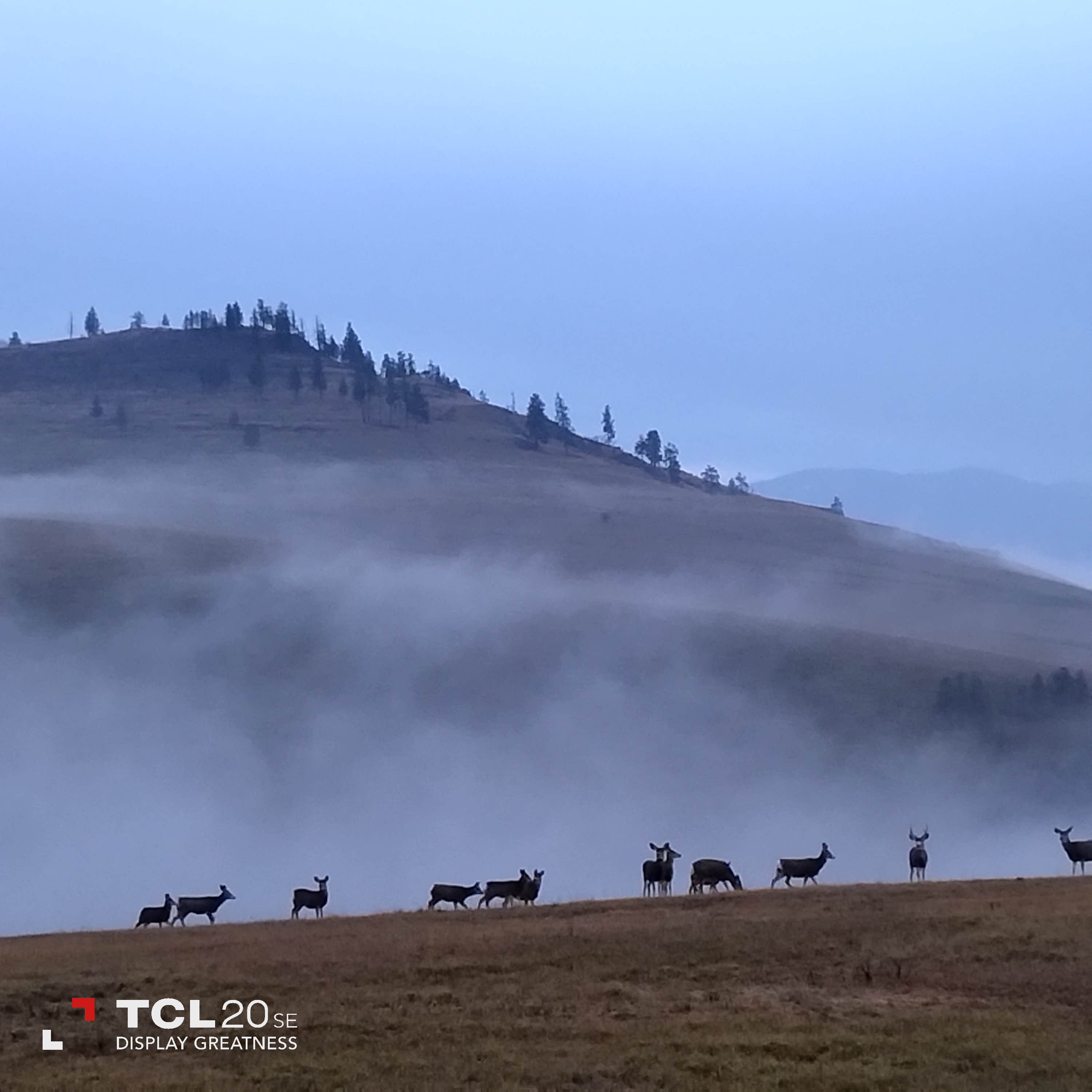 Trina M.'s photo of camping with pets at Off the Beaten Path Glampground near Plains, MT