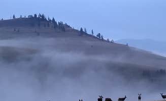 Trina M.'s photo of camping with pets at Off the Beaten Path Glampground near Thompson Falls, MT