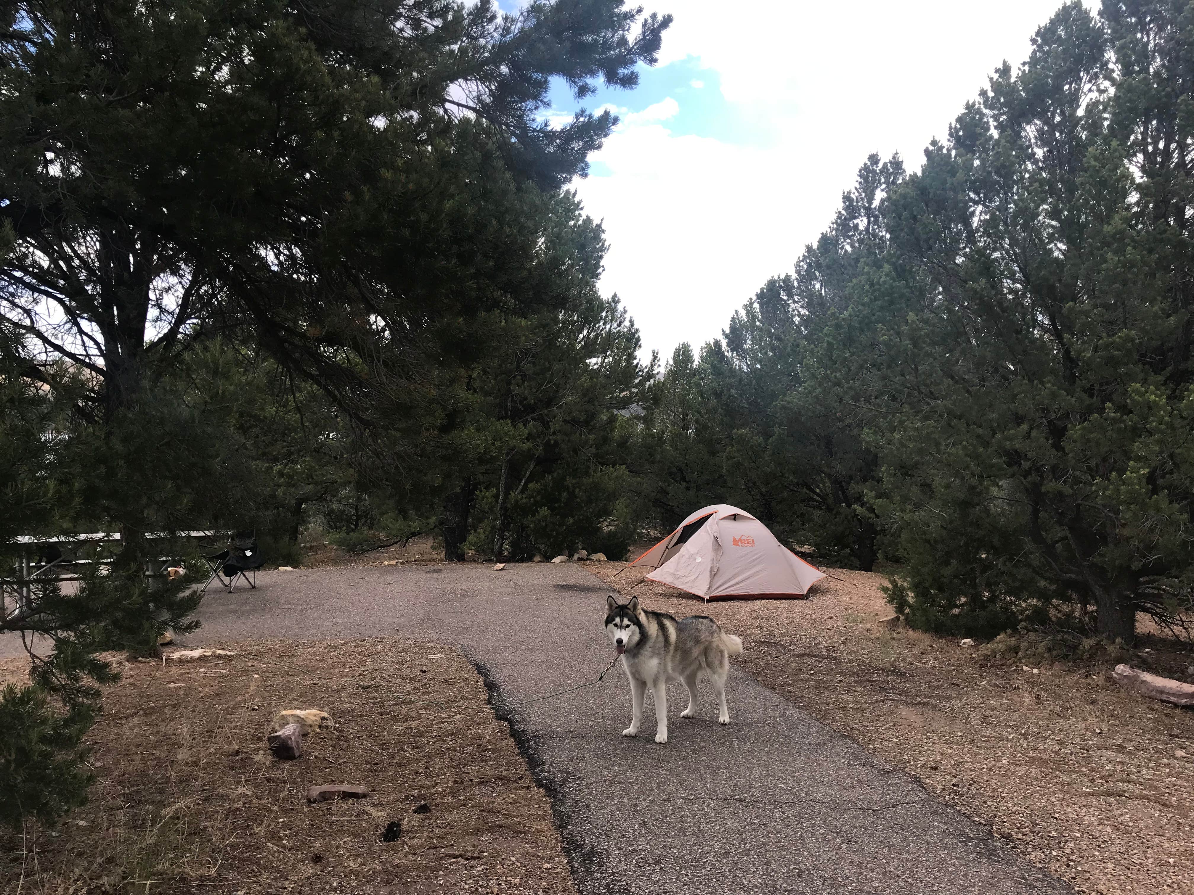 Kaelin P.'s photo of camping with pets at Cedar Springs Campground near Ashley National Forest