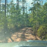 Review photo of Red Table Road, White River National Forest by Chris C., September 19, 2025