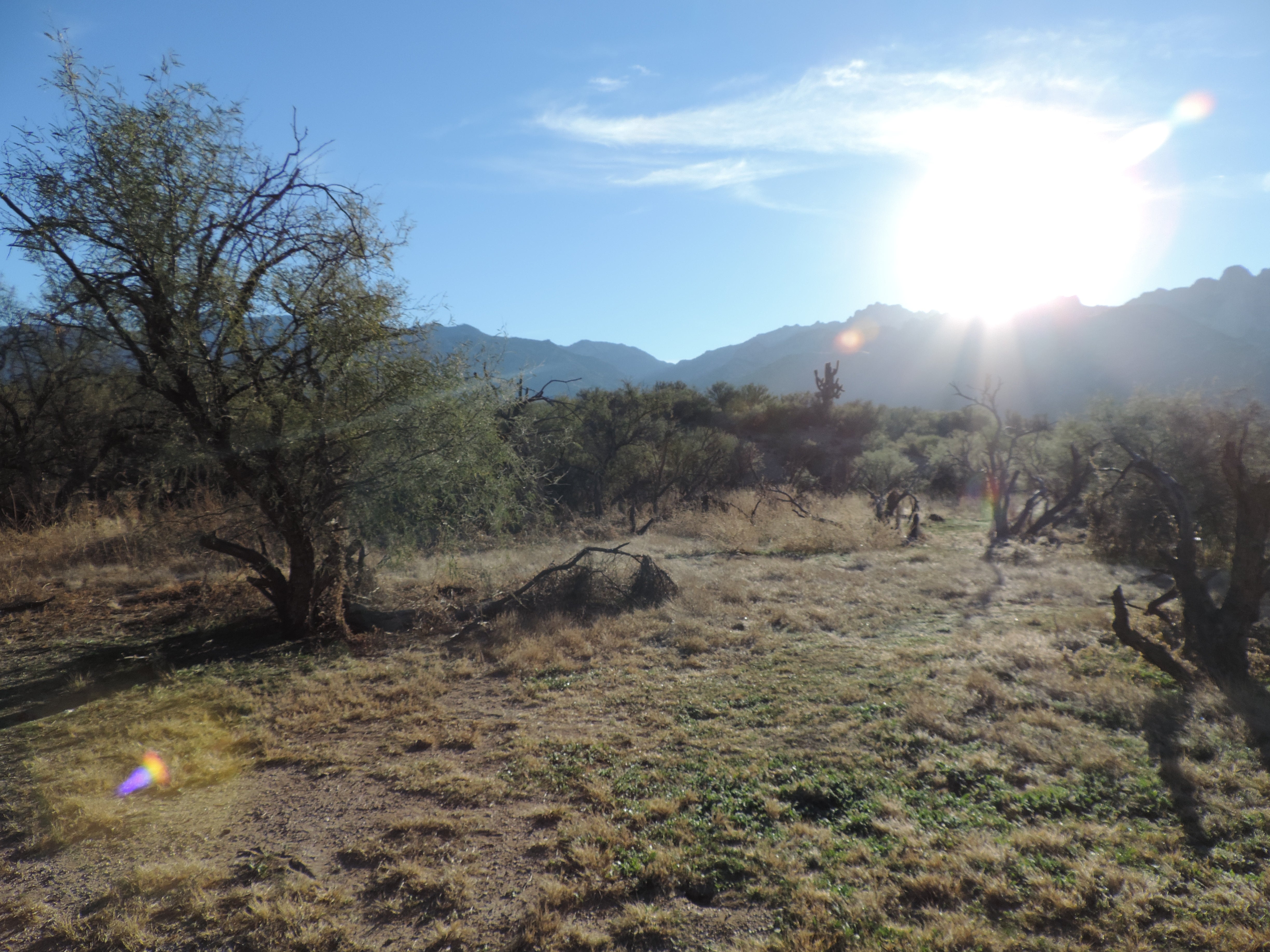 Camper submitted image from Catalina State Park - 2