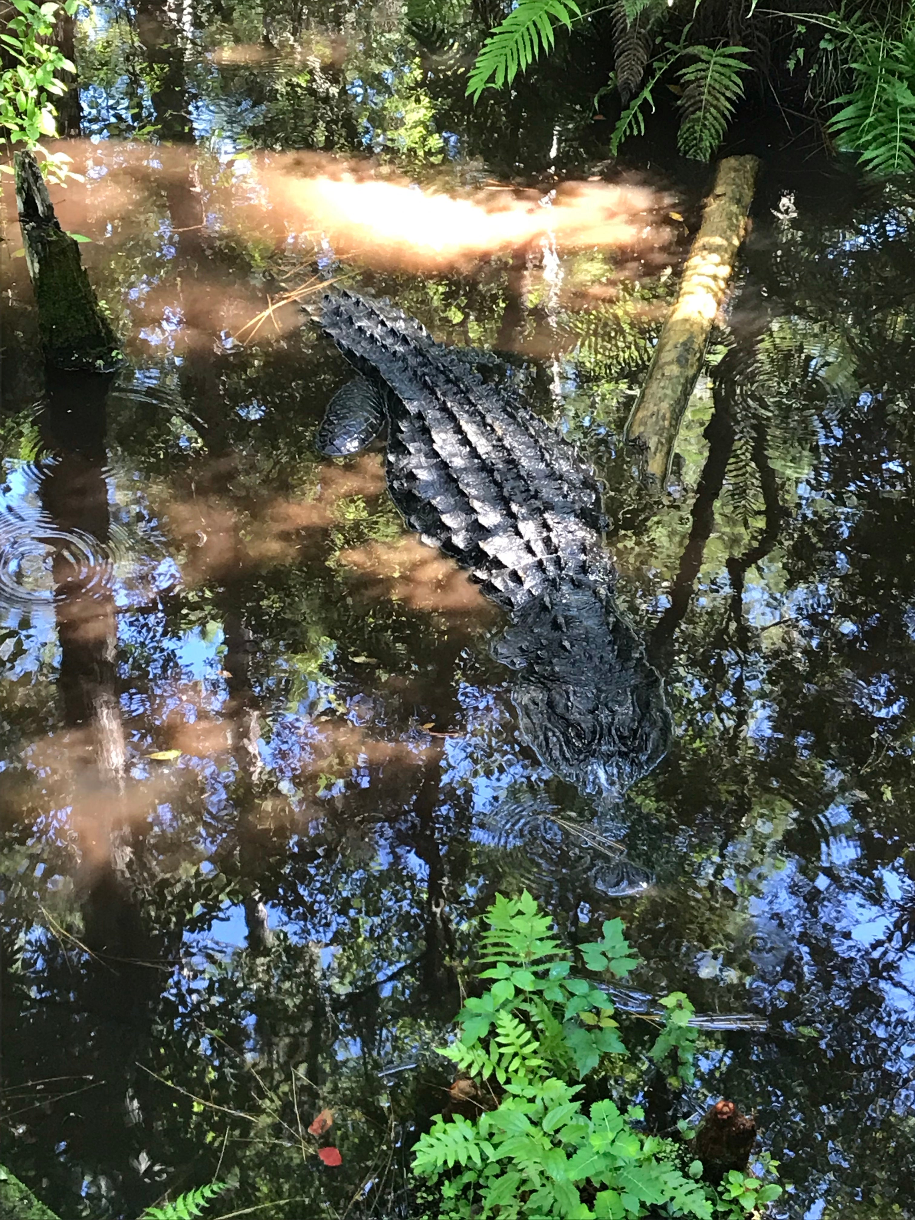 Gorgeous and fascinating Okefenokee Swamp boat tour .